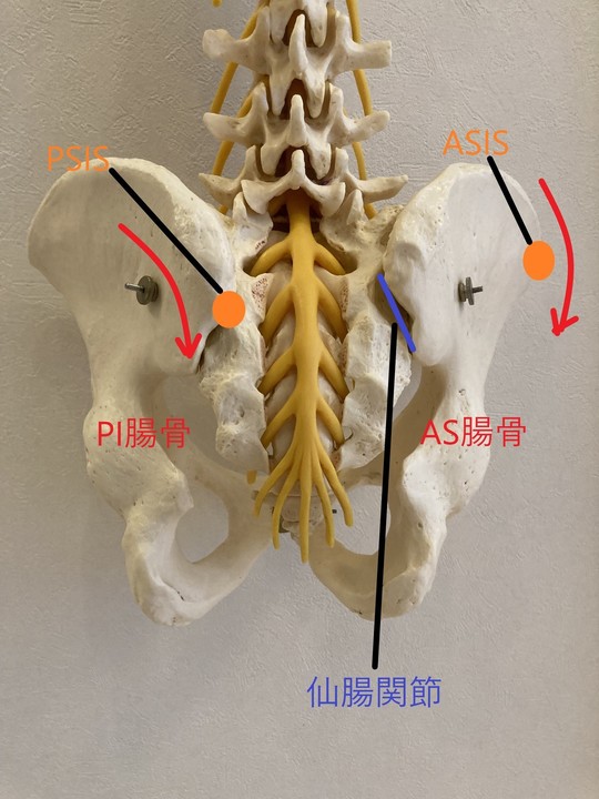 骨盤の歪みってなに？ - 大阪門真市のオスグッド・シーバー病治療なら